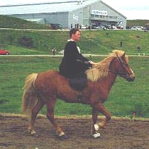 Sidesaddle on Icelandic Horse